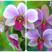 Схема вышивки «кк»