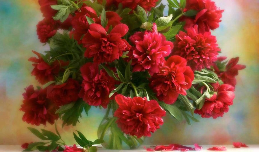 пионы - цветы, пионы - оригинал