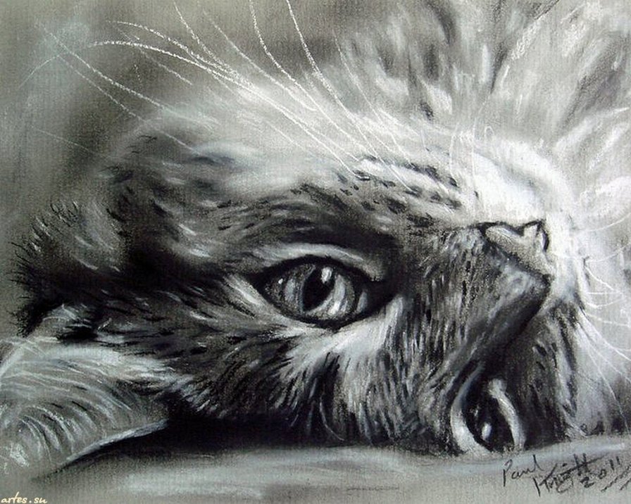 котик - кот котик кошки - оригинал