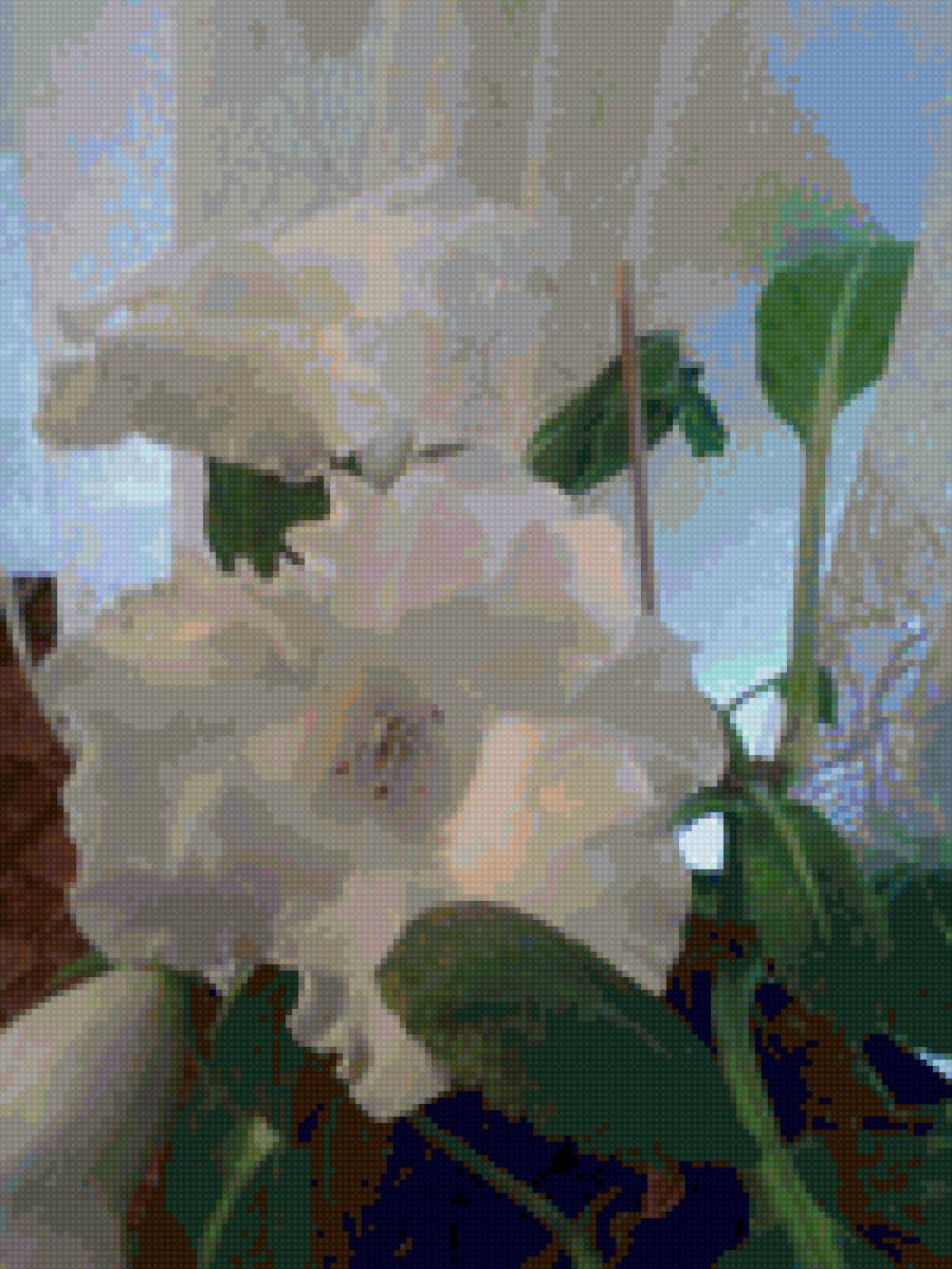 KAMENNO CVETE - flora cvetq - предпросмотр