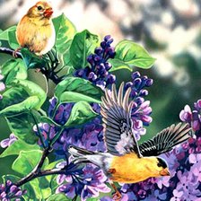 Схема вышивки «CVETQ-1»