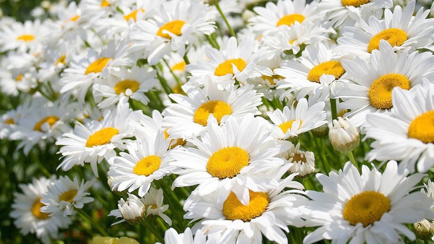 CVETQ - flora cvetq - оригинал