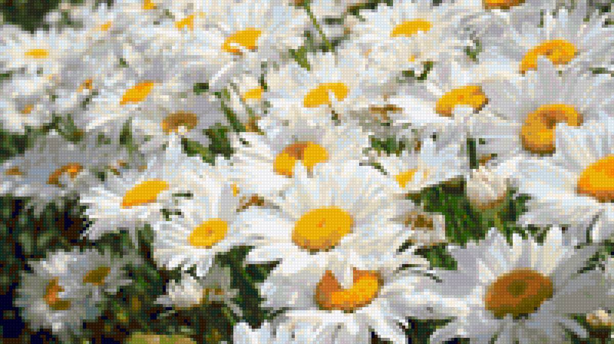 CVETQ - flora cvetq - предпросмотр