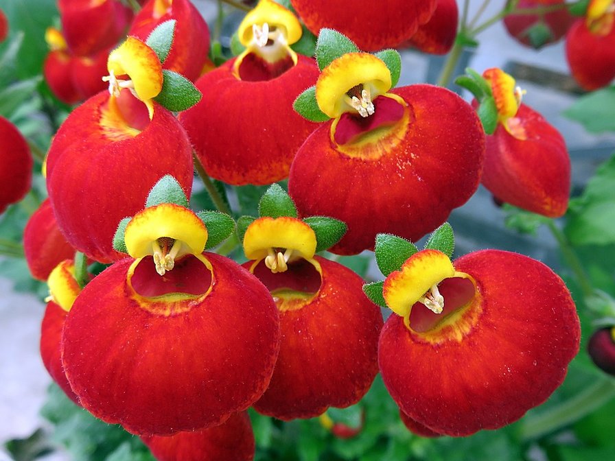 CVETQ - flora cvetq - оригинал