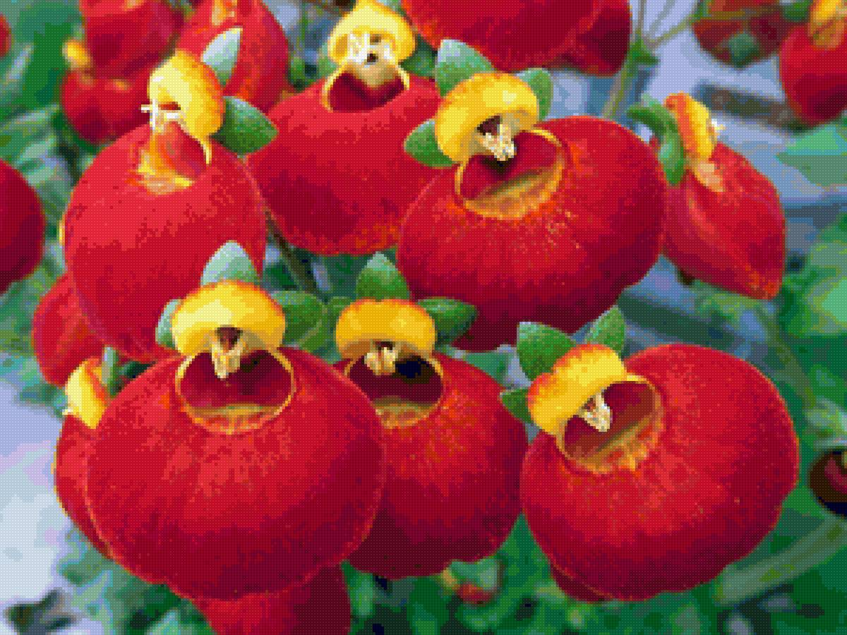 CVETQ - flora cvetq - предпросмотр