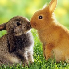 Схема вышивки «Кролики»