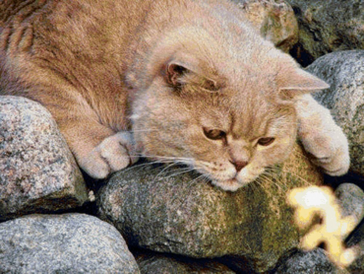 ловец рыб - котята, кот, любимчики - предпросмотр