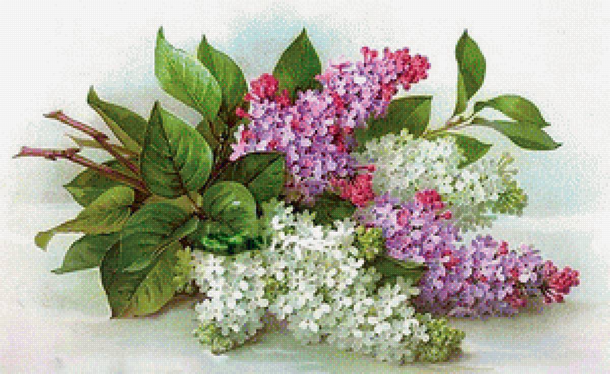 Сирень - вышивка крестом - предпросмотр