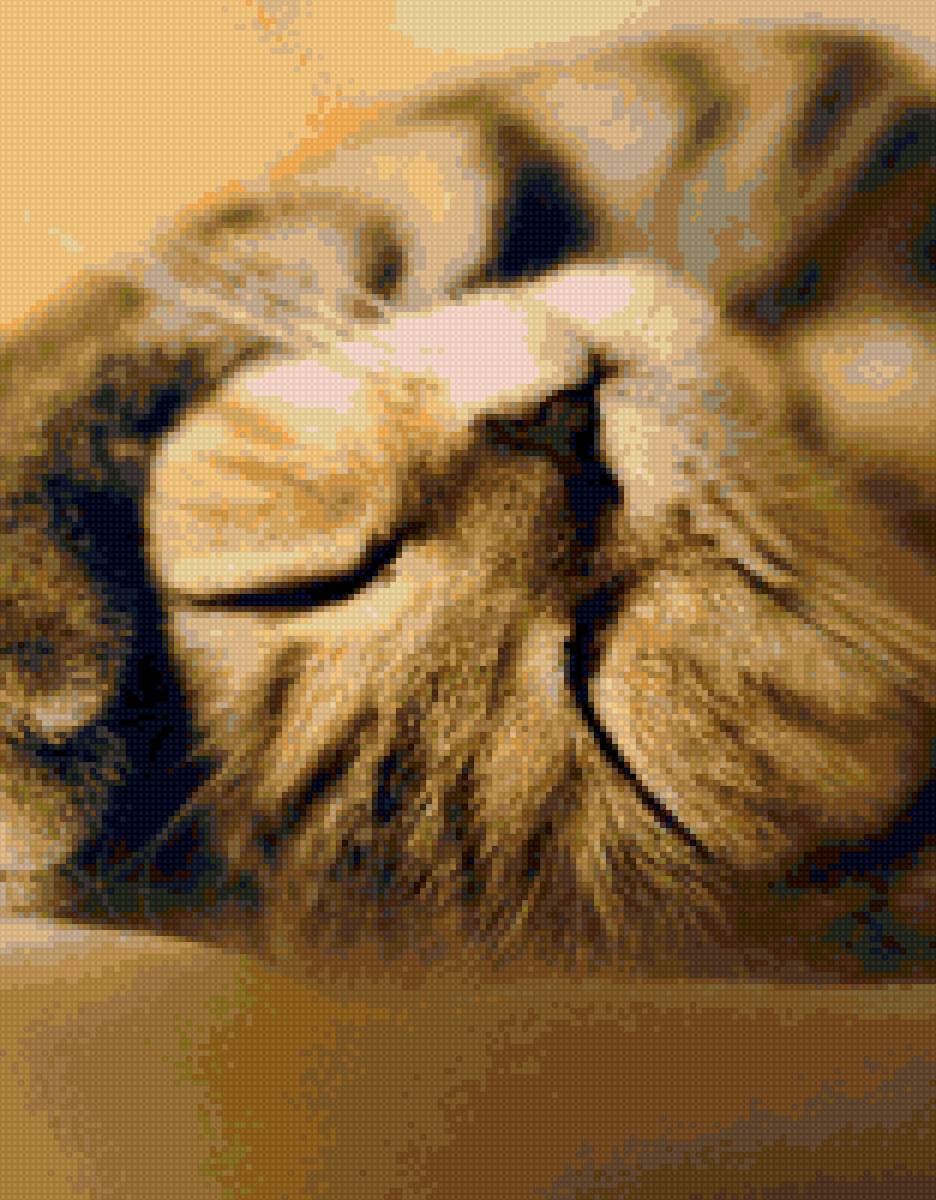 котик - предпросмотр