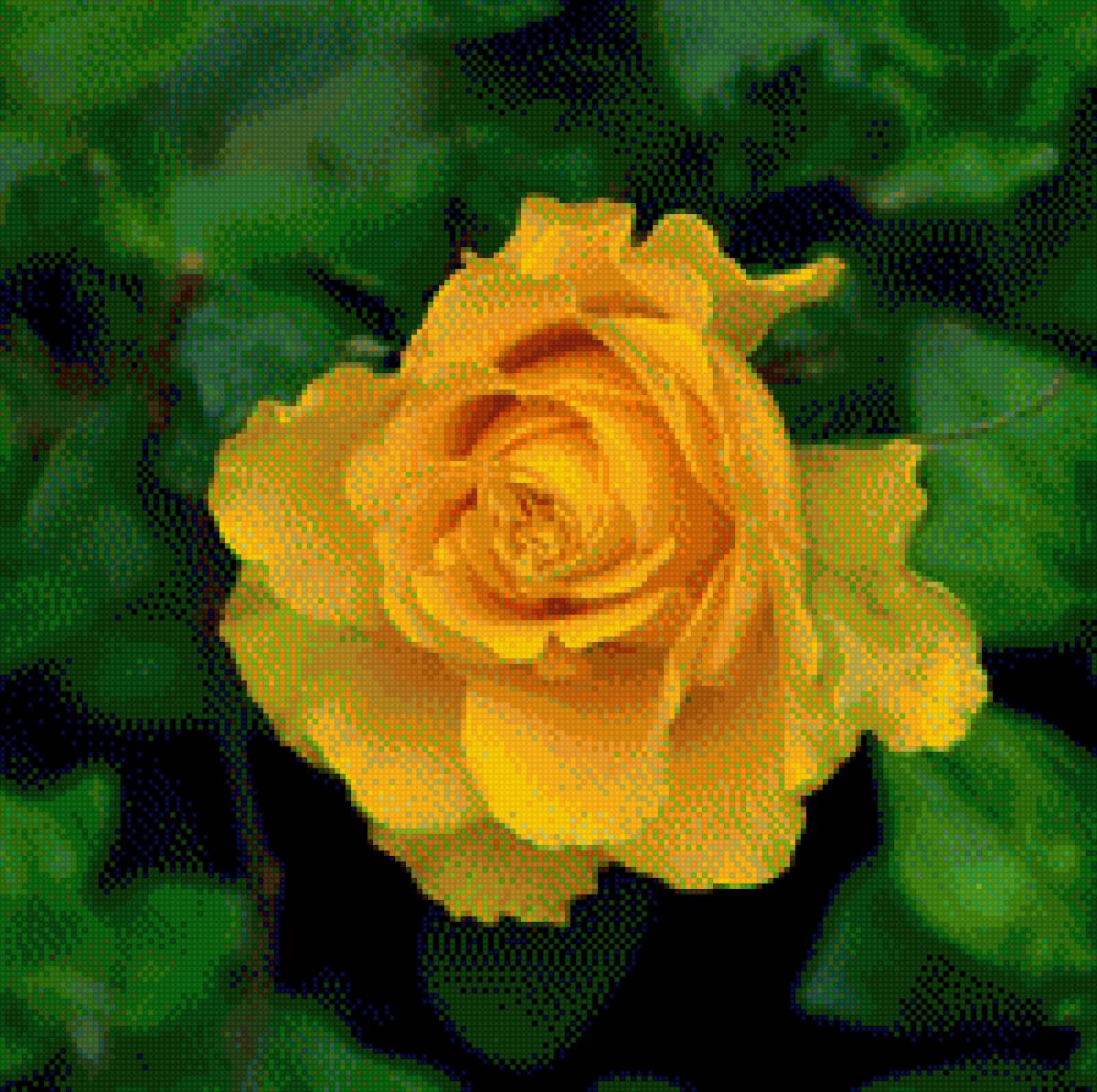 желтая роза - цветы, розы - предпросмотр