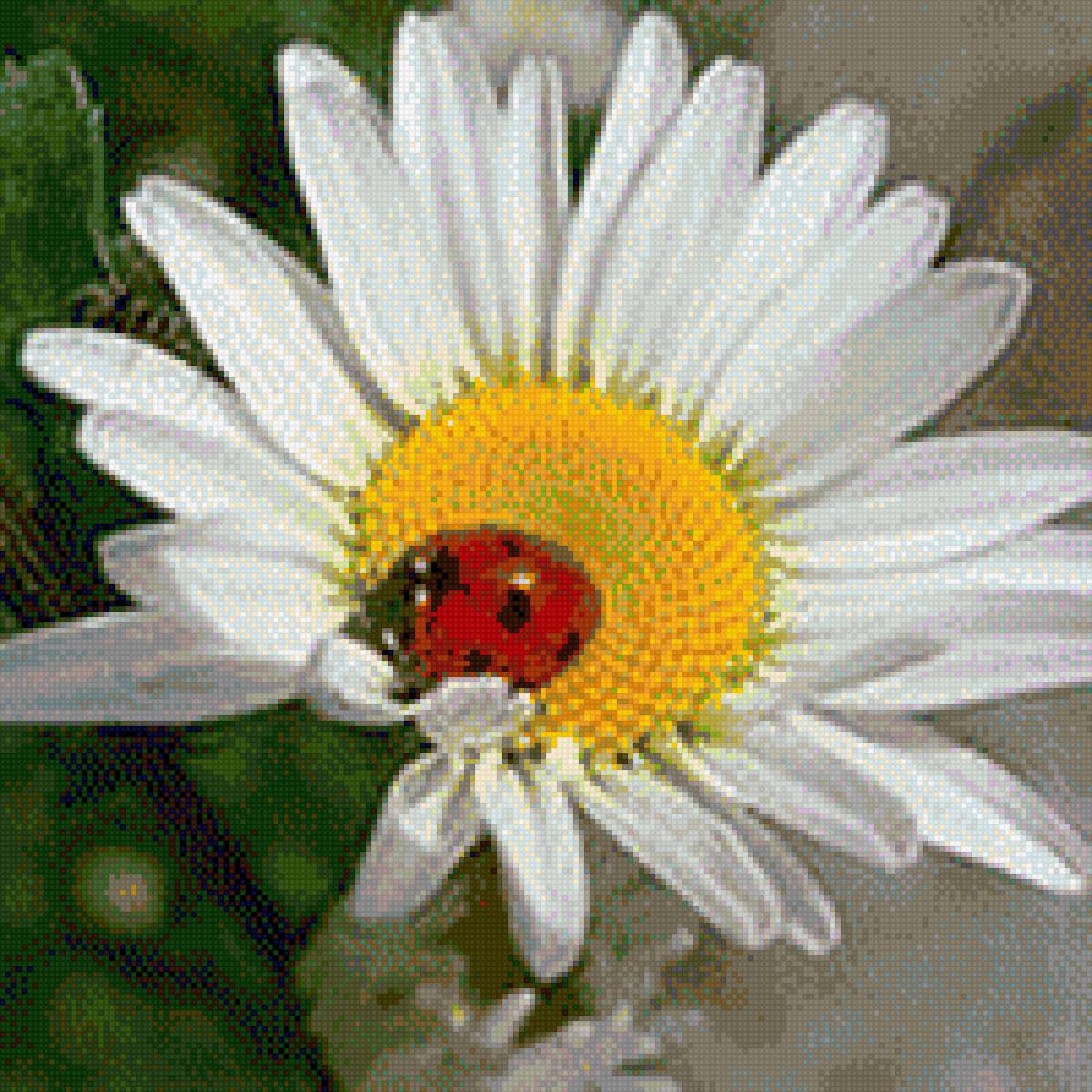 ромашка - ромашка. божья коровка - предпросмотр