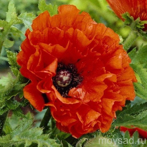 Маки - маки, цветы - оригинал