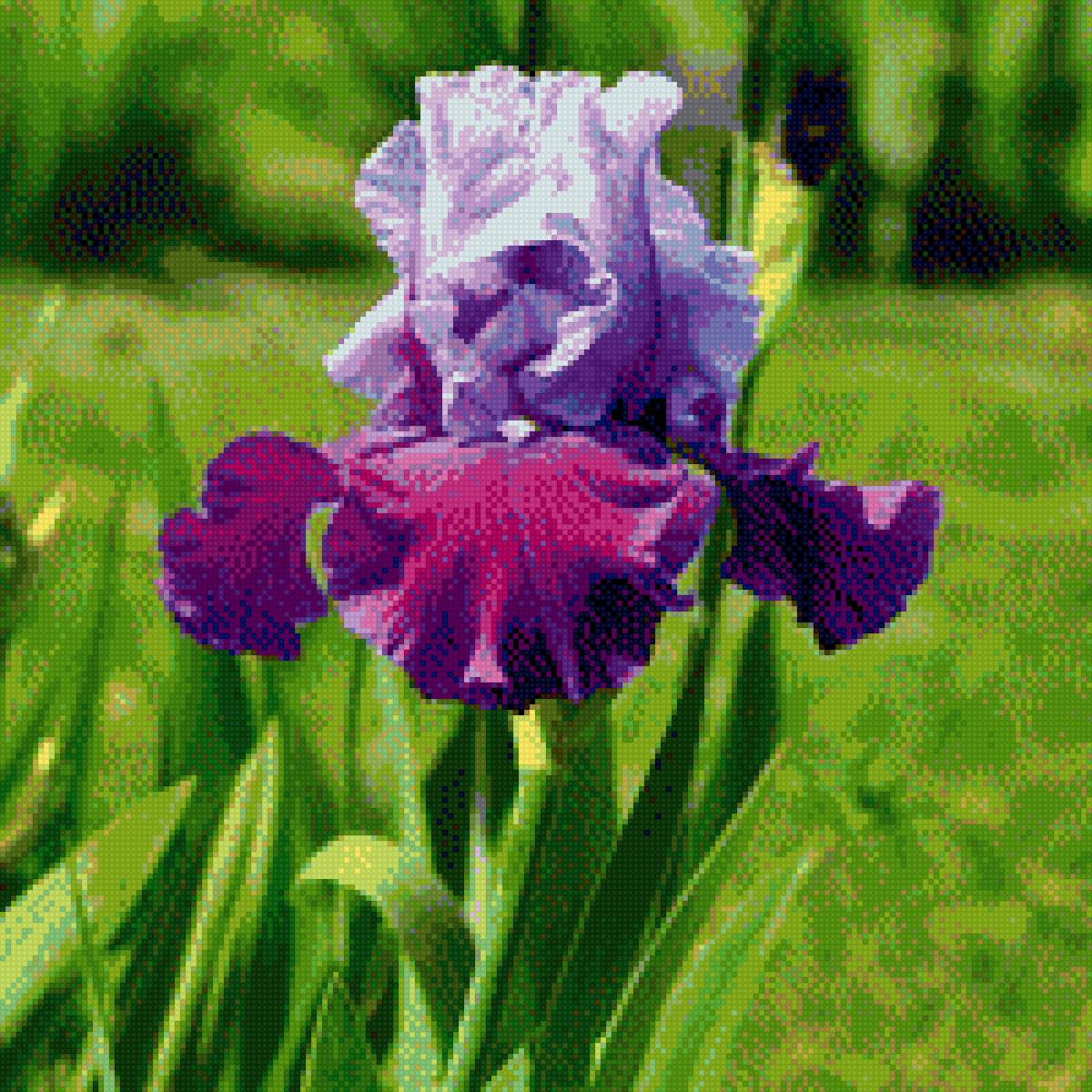 Ирис сине-фиолетовый - цветы, ирис - предпросмотр