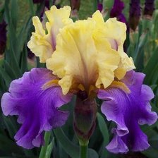 Схема вышивки «Ирис желто-синий»