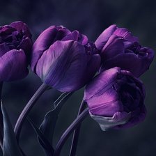 Схема вышивки «Тюльпаны»