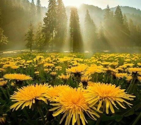 ОДУВАНЧИКИ - одуванчики, пейзаж - оригинал