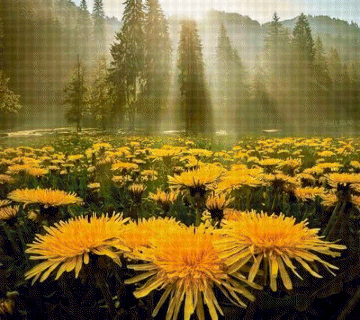 ОДУВАНЧИКИ - пейзаж, одуванчики - предпросмотр