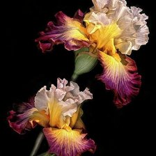 Схема вышивки «ирис»