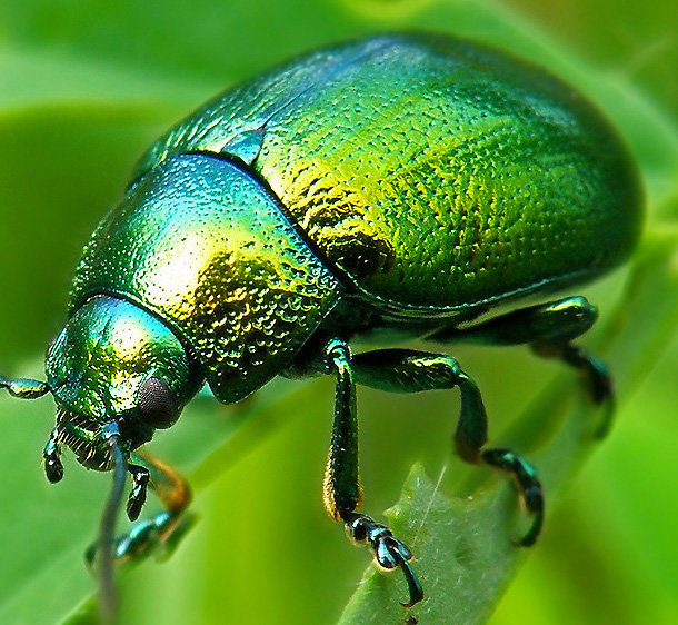 жук 1 - оригинал