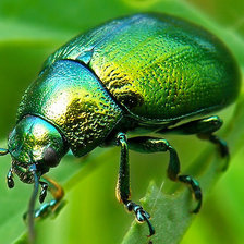 Схема вышивки «жук 1»