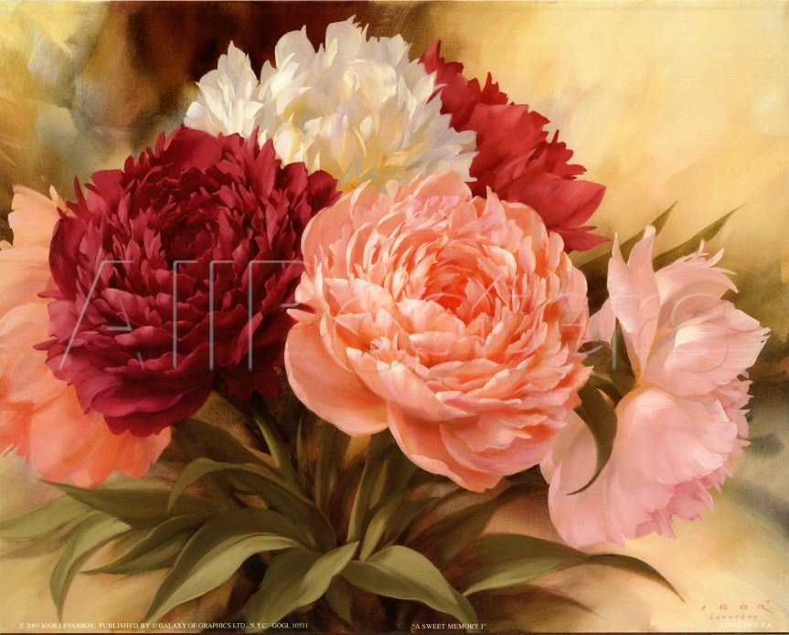 piwonie 1 - оригинал