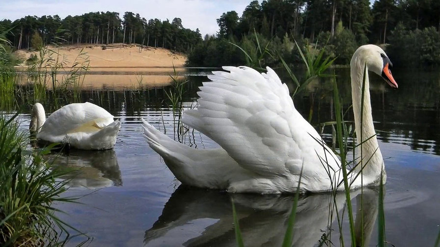 Пара лебедей - лебеди - оригинал