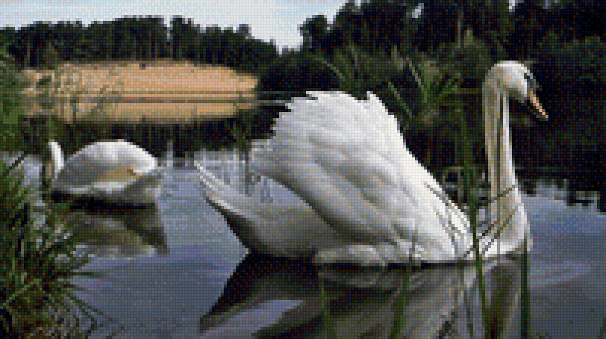 Пара лебедей - лебеди - предпросмотр