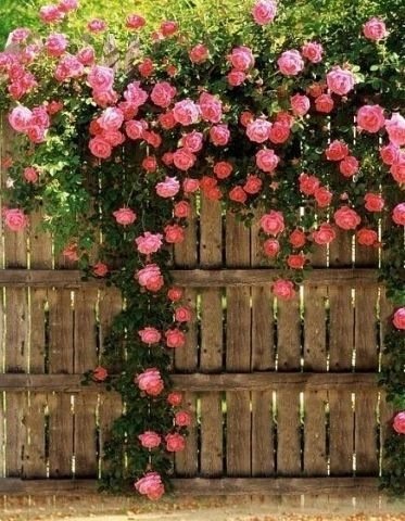 Роза на плетне - розы забор - оригинал