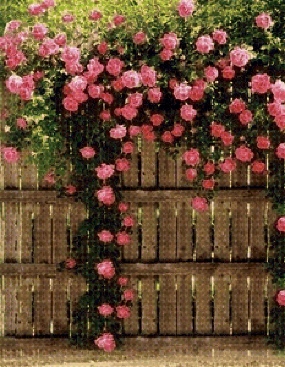 Роза на плетне - розы забор - предпросмотр