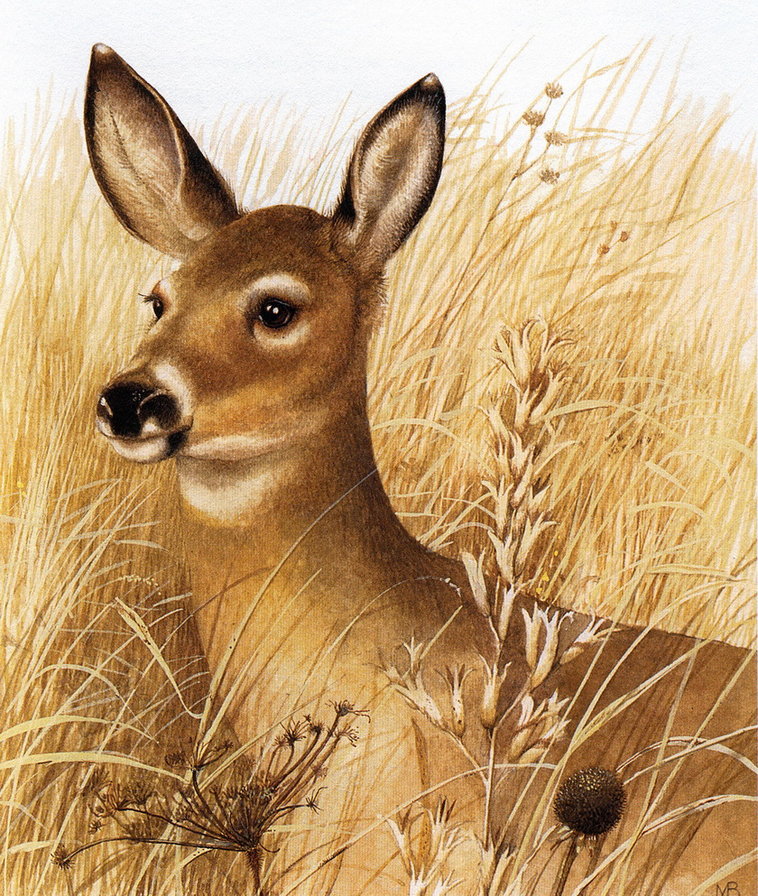 олененок - животные - оригинал