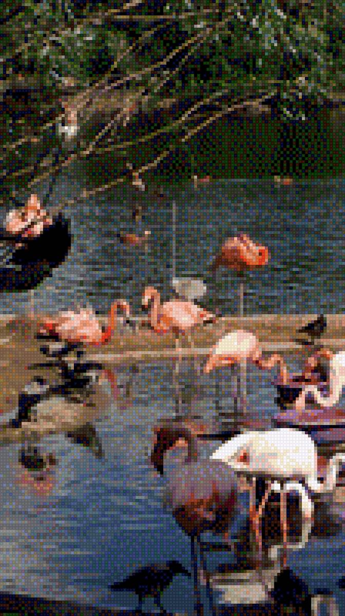 Фламинго - птицы фламинго природа - предпросмотр