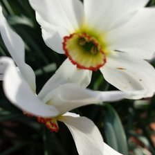 Схема вышивки «Нарциз»