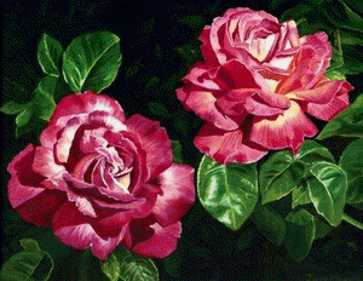 Розы - вышивка крестом - предпросмотр