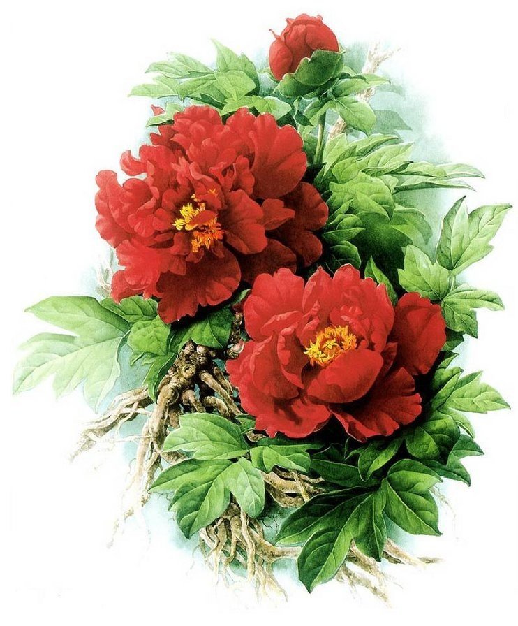 Цветы - оригинал