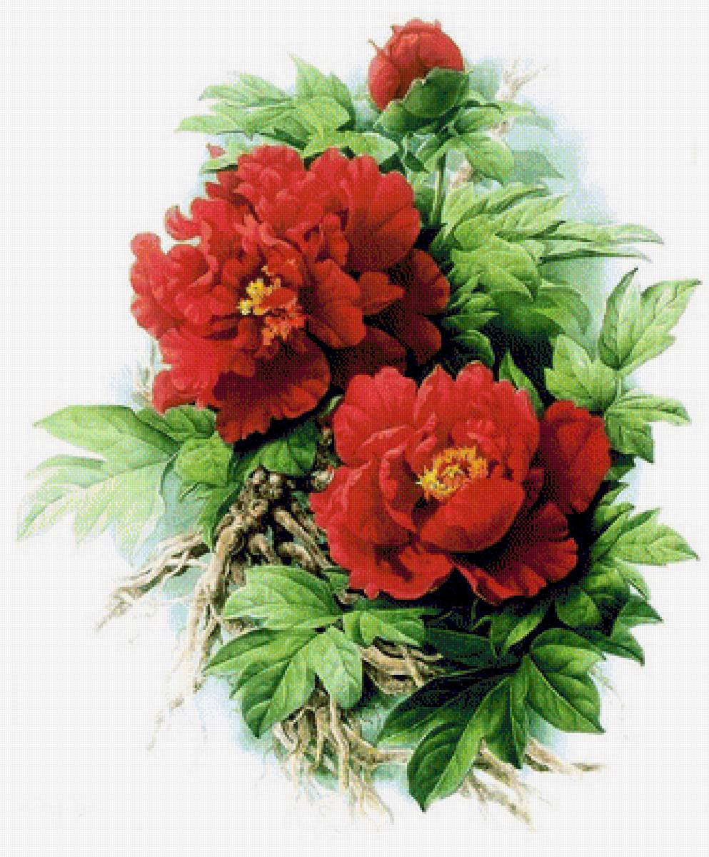 Цветы - предпросмотр