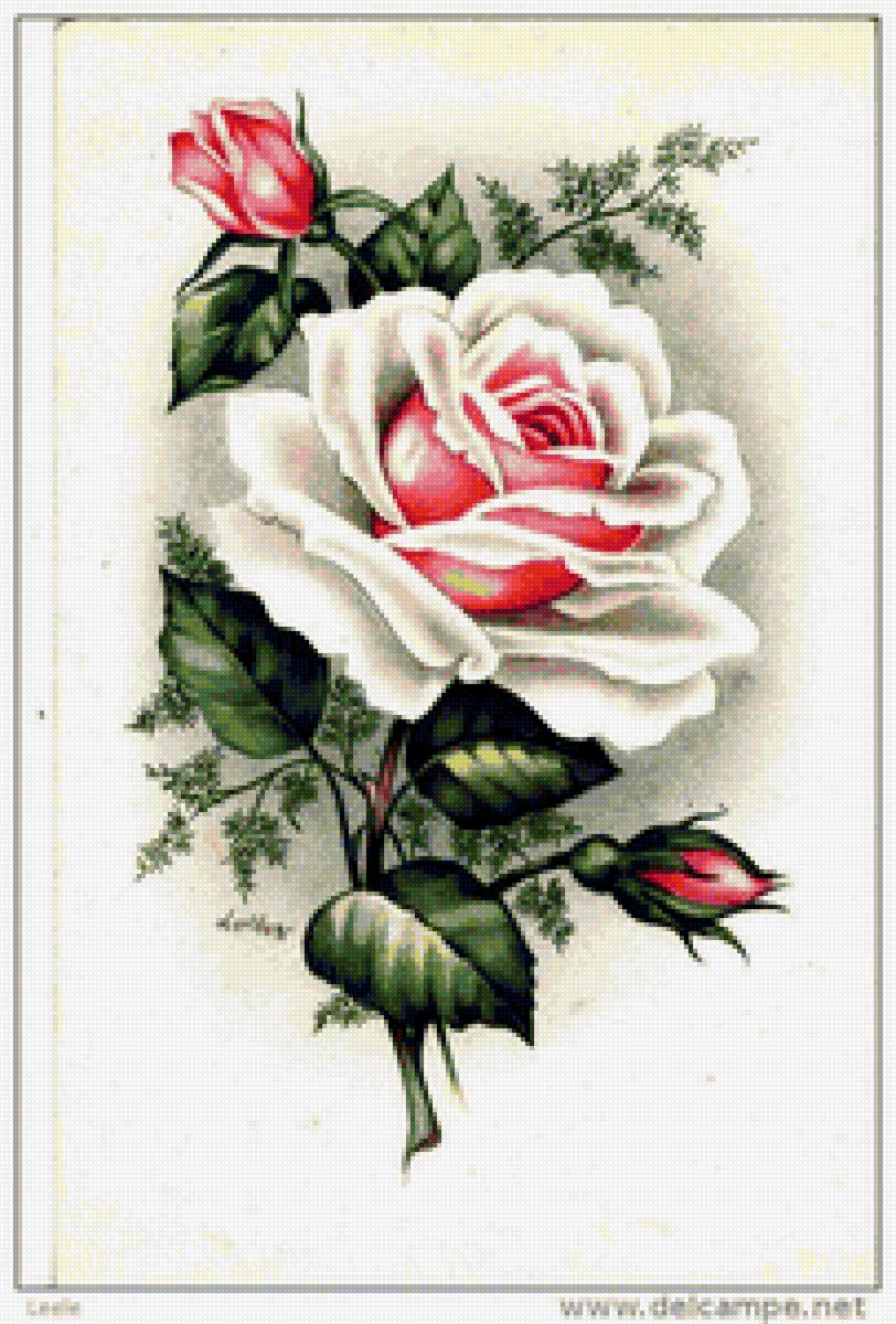 роза - композиция, розы, цветы - предпросмотр