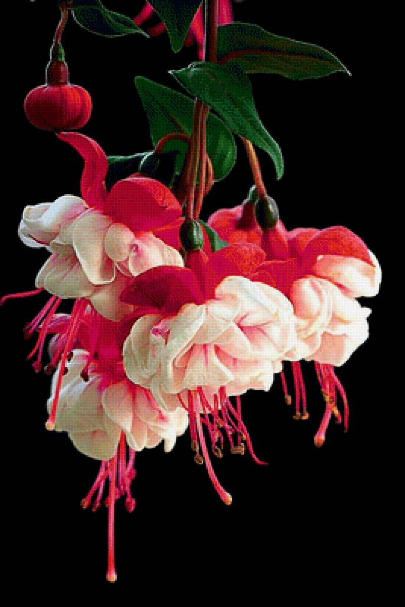 Фуксия - арт, букет, фуксия, цветы, ветвь - предпросмотр