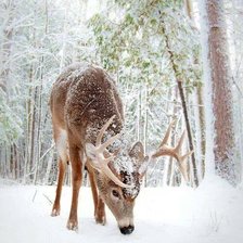 Схема вышивки «ОЛЕНЬ ЗИМОЙ»