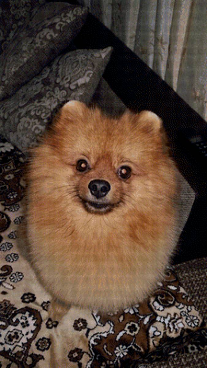 Мой сын Кузьма - предпросмотр