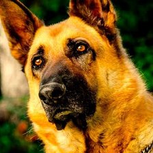 Pastor alemán anchor