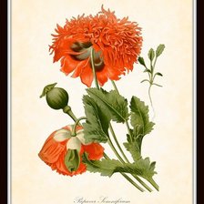 Оригинал схемы вышивки «№1485598»