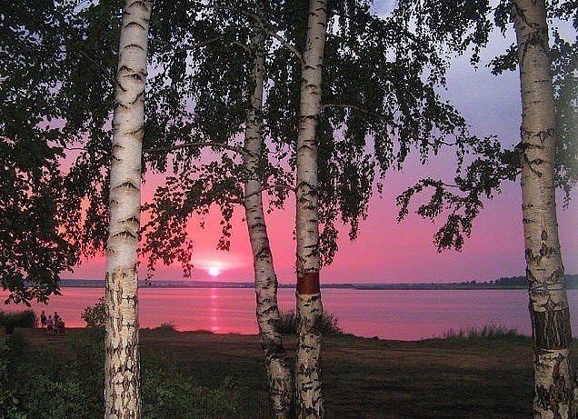 березы на закате - природа, деревья, тучи, небо, солнце, закат - оригинал