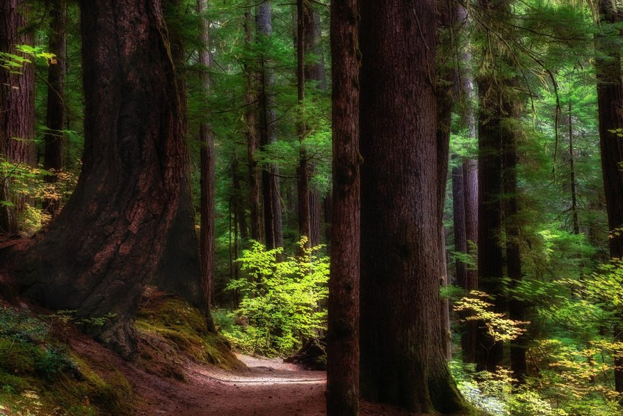 Тропинка теней - лесной пейзаж, лес - оригинал