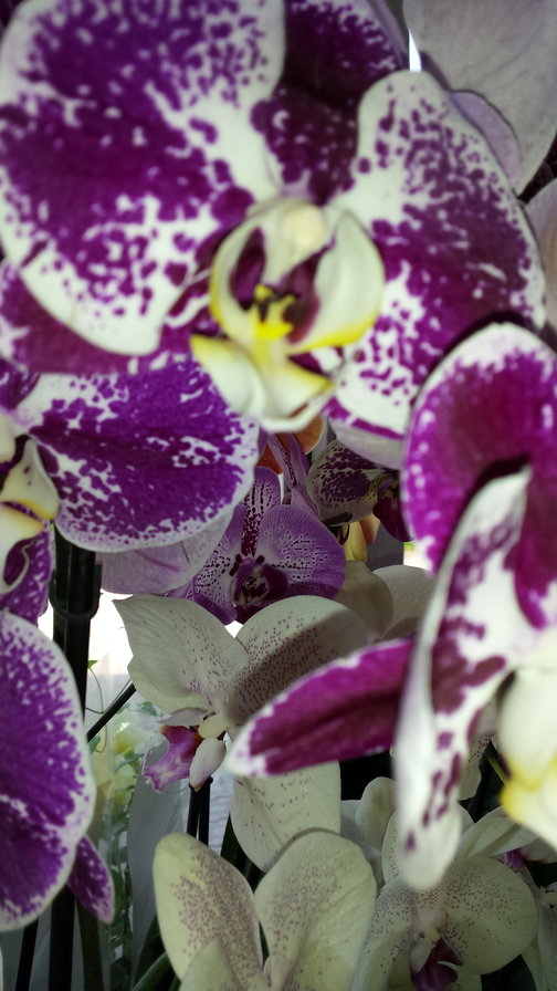 орхидея - оригинал