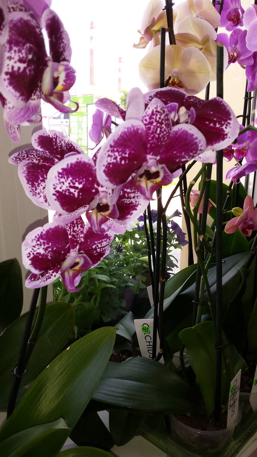 орхидея - оригинал