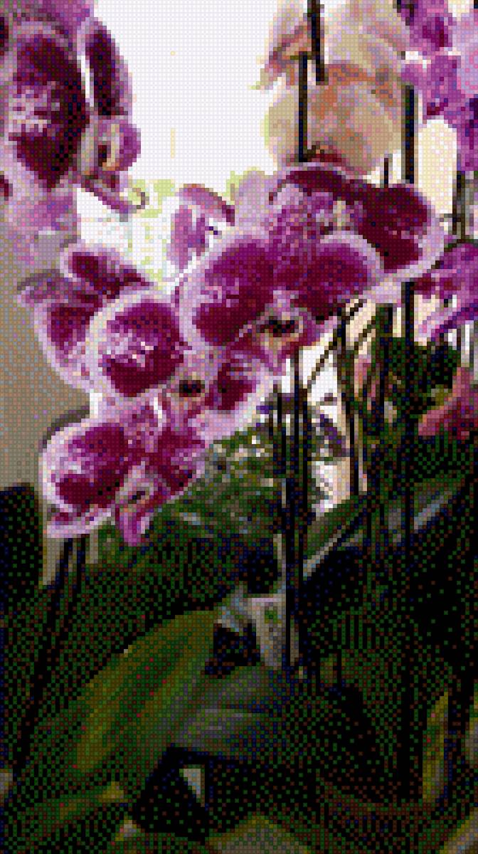 орхидея - предпросмотр