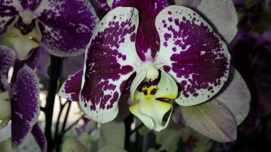 орхидея - оригинал