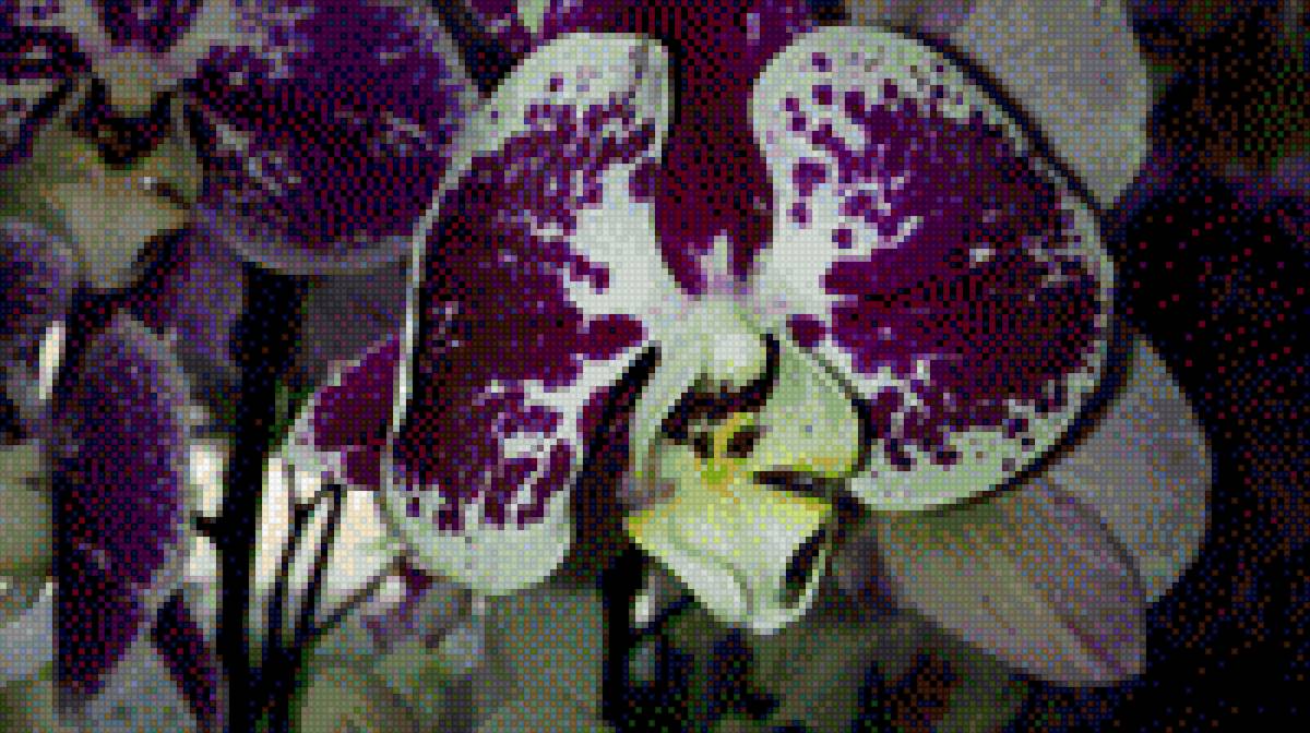 орхидея - предпросмотр