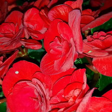 Схема вышивки «цветы»