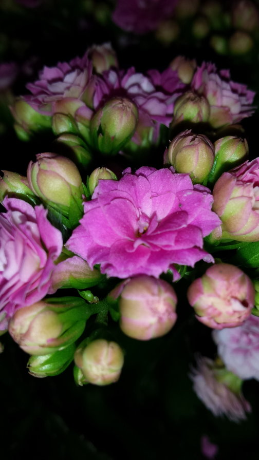 цветы - оригинал